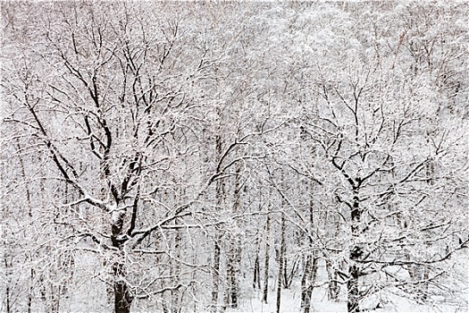 黑色,橡树,白色,雪,木头,冬天