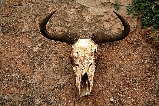 角马,头骨,非洲