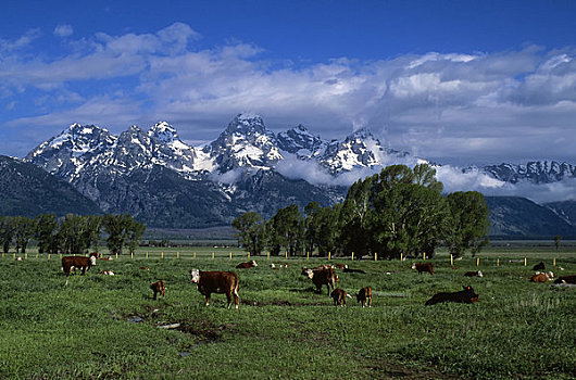 美国,怀俄明,大台顿国家公园,特顿山脉,母牛,前景