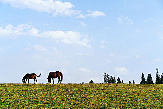 那拉提牧场草原