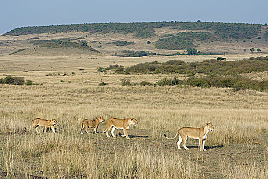 非洲狮,狮子,母亲,幼兽,移动,马赛马拉国家保护区,肯尼亚