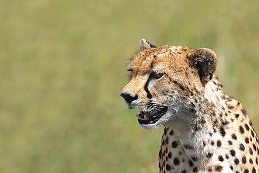 印度豹,雌性,叫,幼兽,上半身,特写,阳光,草地,大草原,马赛马拉,肯尼亚,东非