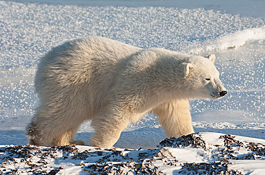 北极熊,雪原,曼尼托巴