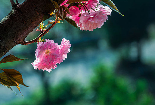 春天盛开的樱花