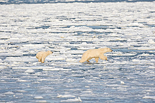北极熊,幼兽,跳跃,冰,哈得逊湾,丘吉尔市,野生动物,管理,区域,加拿大