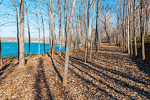 河边铺满树叶的树林
