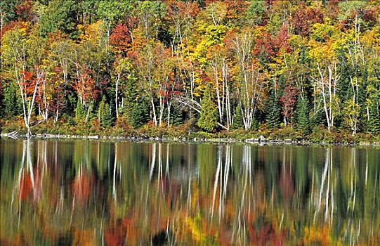 反射,表面,湖,深秋,摩利斯,国家公园,东方,加拿大