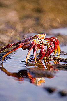 厄瓜多尔,加拉帕戈斯群岛,国家公园,方蟹