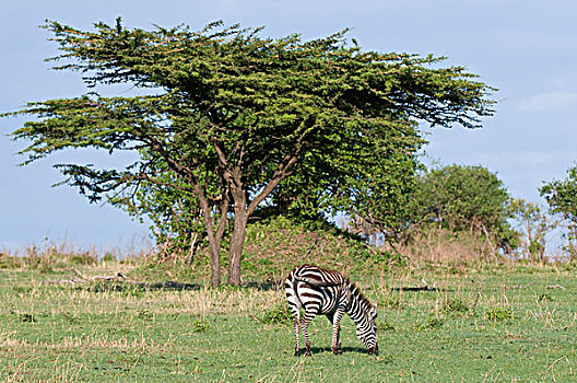 普通,马赛马拉国家保护区,肯尼亚,非洲