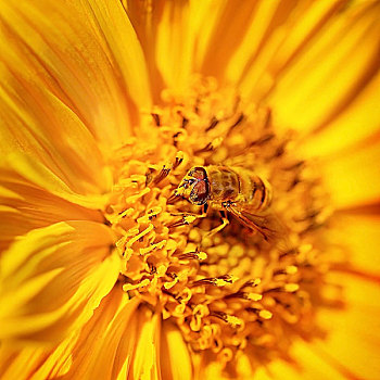漂亮,小,蜜蜂,花