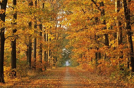 树林,道路,硬木,秋天