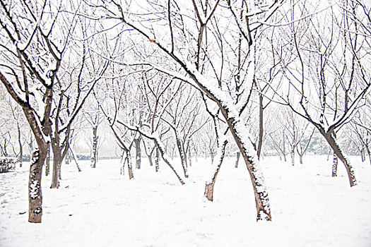 雪后树林