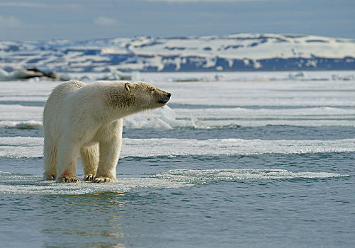北极熊,小动物,浮冰,斯瓦尔巴特群岛,挪威,北极,欧洲