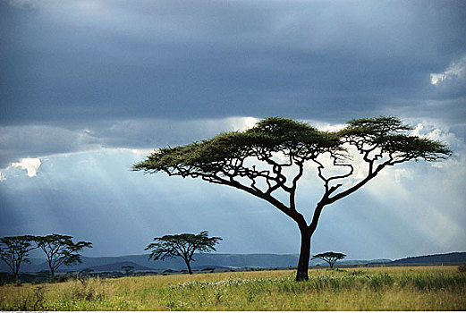 伞,树,雷雨天气,塞伦盖蒂国家公园,坦桑尼亚