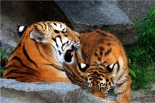 虎,母亲