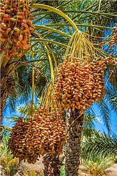 突尼斯,有机,枣,成熟,棕榈树,阳光