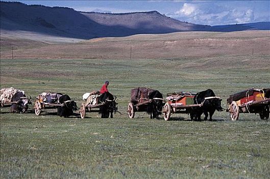 游牧,牦牛,牛,母牛,公牛,哺乳动物,蒙古,亚洲,动物