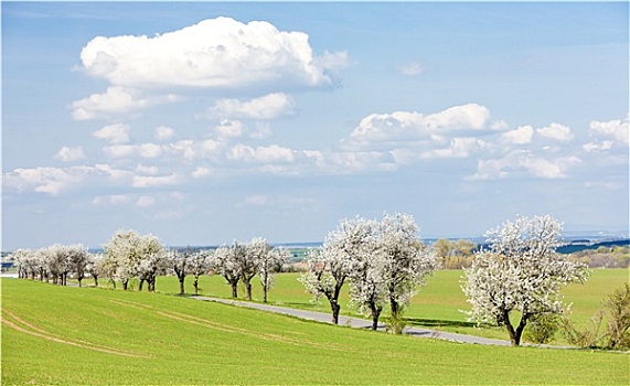 春景,道路,捷克共和国
