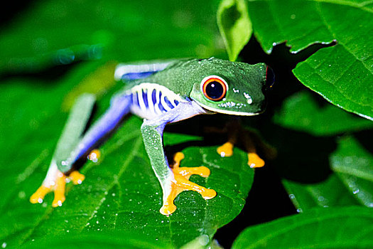 红眼树蛙,泻湖,哥斯达黎加,中美洲,北美