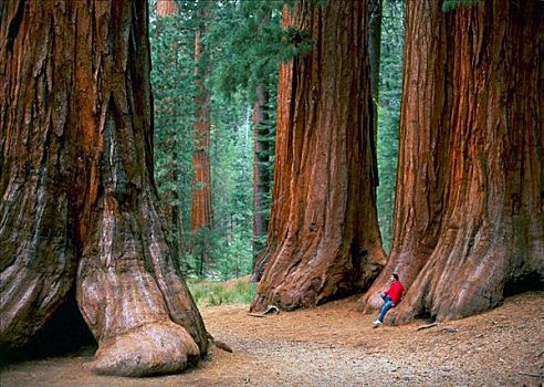 小树林,优胜美地国家公园,加利福尼亚,美国,七月,2007年