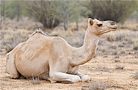 骆驼,澳大利亚,沙漠