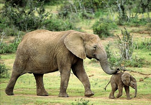 非洲象,阿多大象国家公园,南非