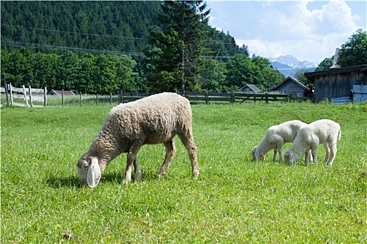 绵羊,放牧,草地,巴伐利亚