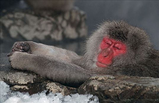 日本猕猴,休息,热,水,峡谷,日本,雪猴
