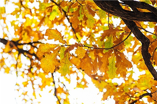 鲜明,彩色,叶子,枝条,秋日树林