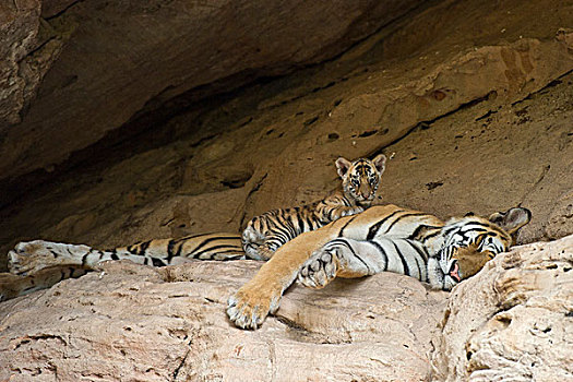 孟加拉虎,虎,五个,星期,老,幼兽,睡觉,母亲,巢穴,班德哈维夫国家公园,印度