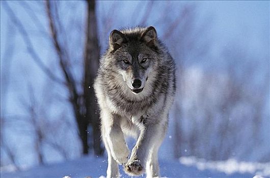 跑,灰狼,狼,哺乳动物,北安大略,加拿大,北美,动物