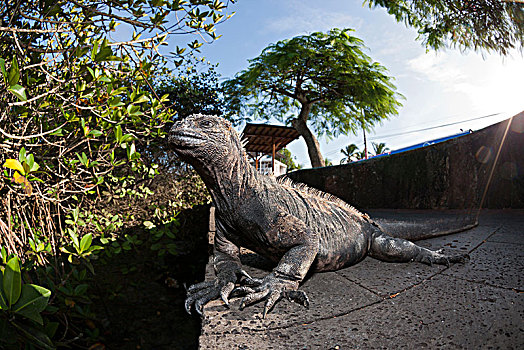 海鬣蜥,波多黎各,圣克鲁斯岛,加拉帕戈斯,厄瓜多尔
