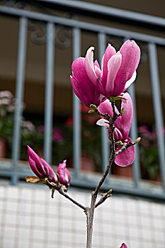 花卉,木兰花