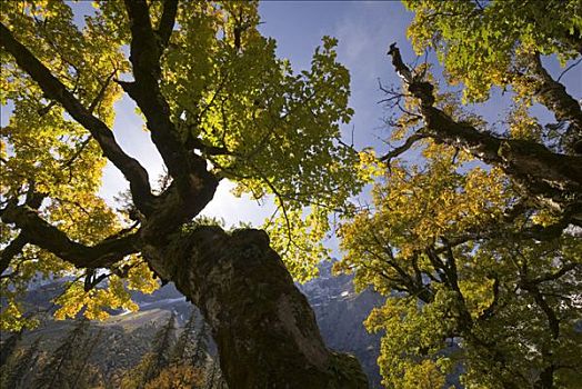 大槭树,树,奥地利