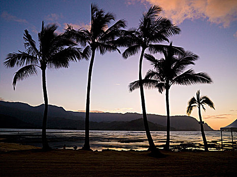 剪影,棕榈树,海滩,考艾岛,夏威夷