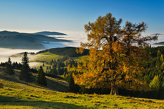 落叶松属植物,高山牧场,秋天,晨雾,施蒂里亚,奥地利,欧洲