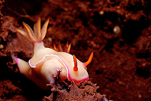 海蛤蝓,巴厘岛,印度洋,印度尼西亚