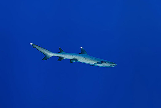 灰三齿鲨,鲎鲛,深海,环礁,印度洋,马尔代夫,亚洲