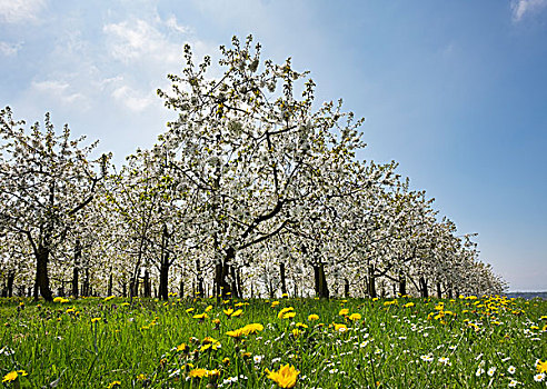 花,樱桃树,果园,康士坦茨湖,地区,斯瓦比亚,巴登符腾堡,德国,欧洲