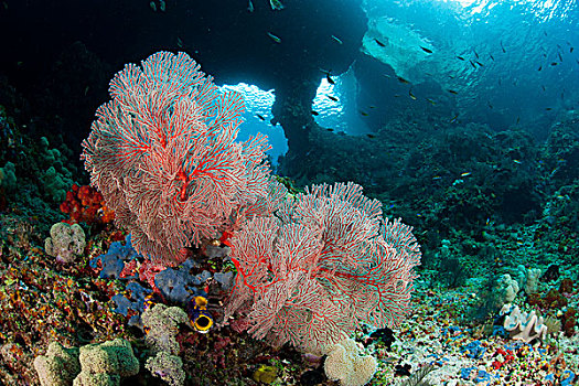 珊瑚海扇,风景,窗户,印度尼西亚
