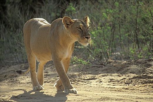 走,雌狮,狮子,萨布鲁国家公园,肯尼亚