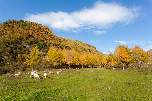 留坝狮子沟牧场