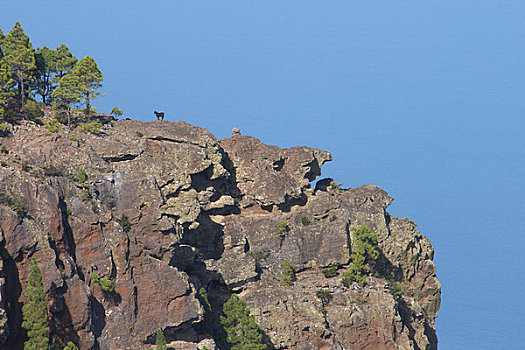 山羊,上面,山,公园,自然,大卡纳利岛,加纳利群岛,西班牙