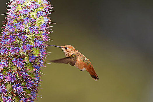 蜂鸟,花蜜,花