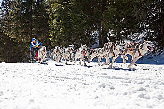 狗,雪橇,跑,木头,冬天