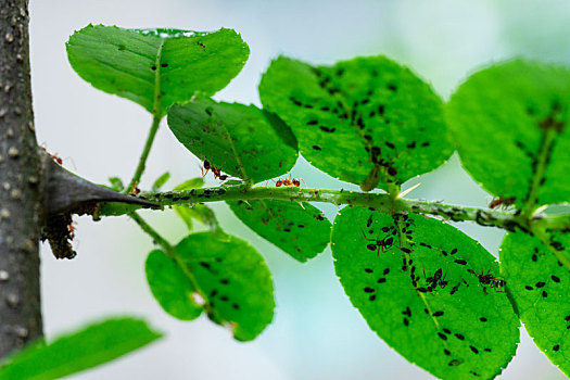 花椒树上的蚂蚁和病虫害蚜虫