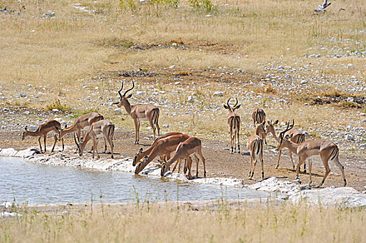 纳米比亚,埃托沙国家公园,黑斑羚