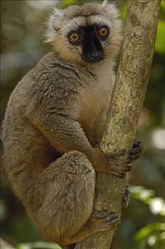 褐色,狐猴,男性,安卡拉那特别保护区,北方,马达加斯加