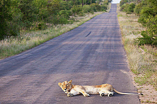 雌狮,休息,道路,靠近,狩猎屋,南非