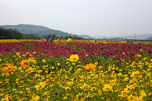 百日菊,硫华菊－花海